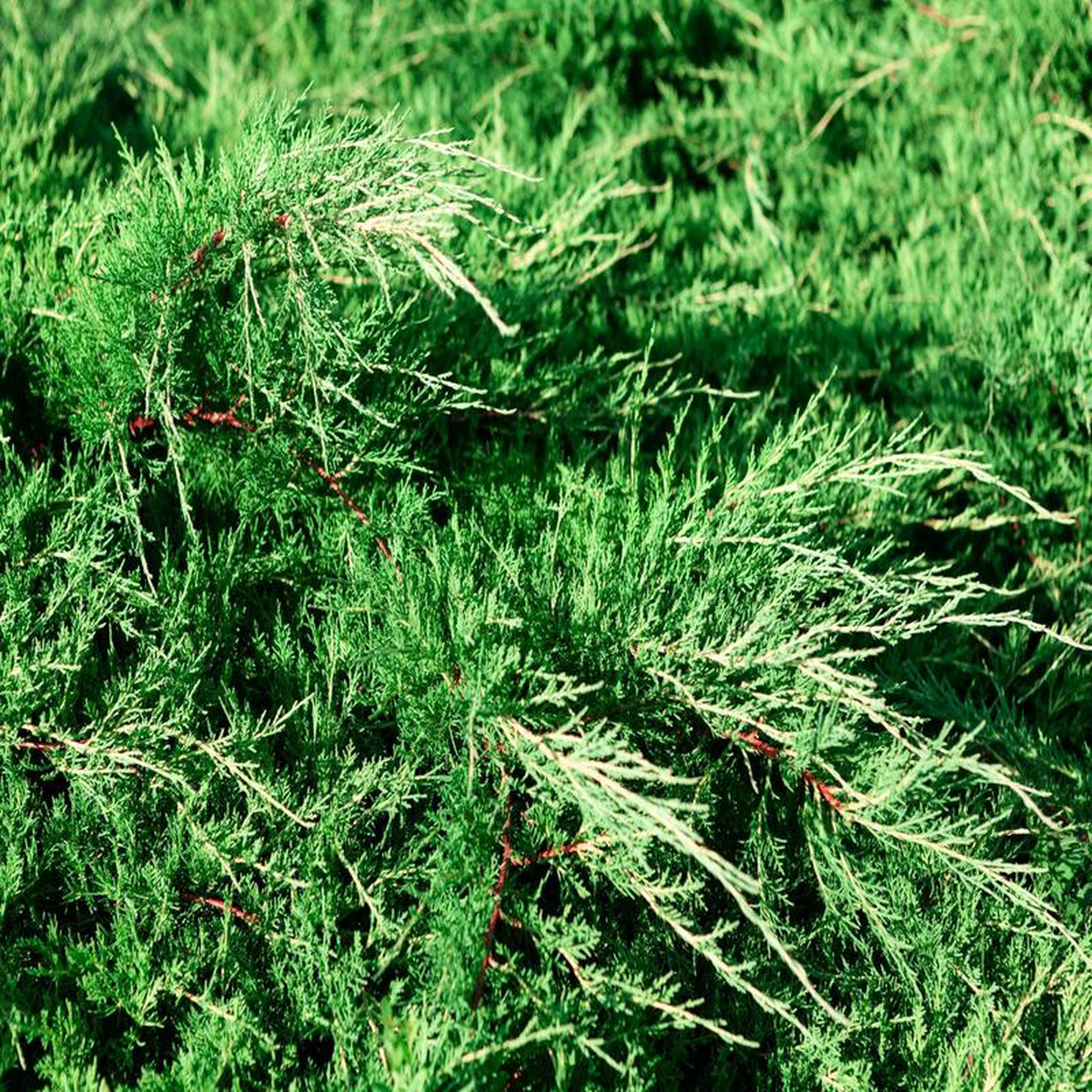 Spartan Juniper Tree