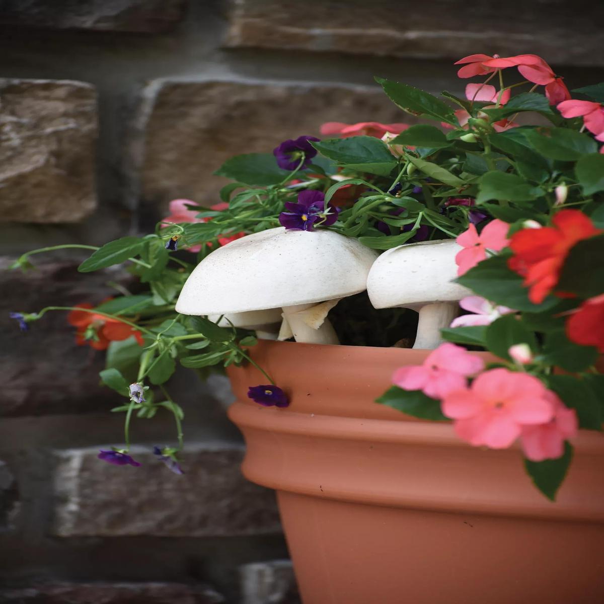 Field & Forest Products Almond Mushroom Sawdust Spawn