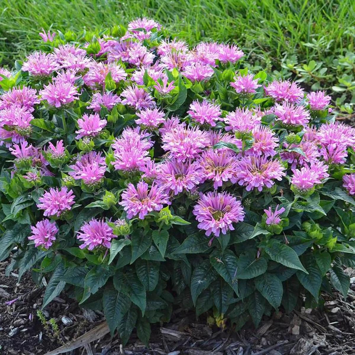 Bee Balm, Pardon Me Lavender