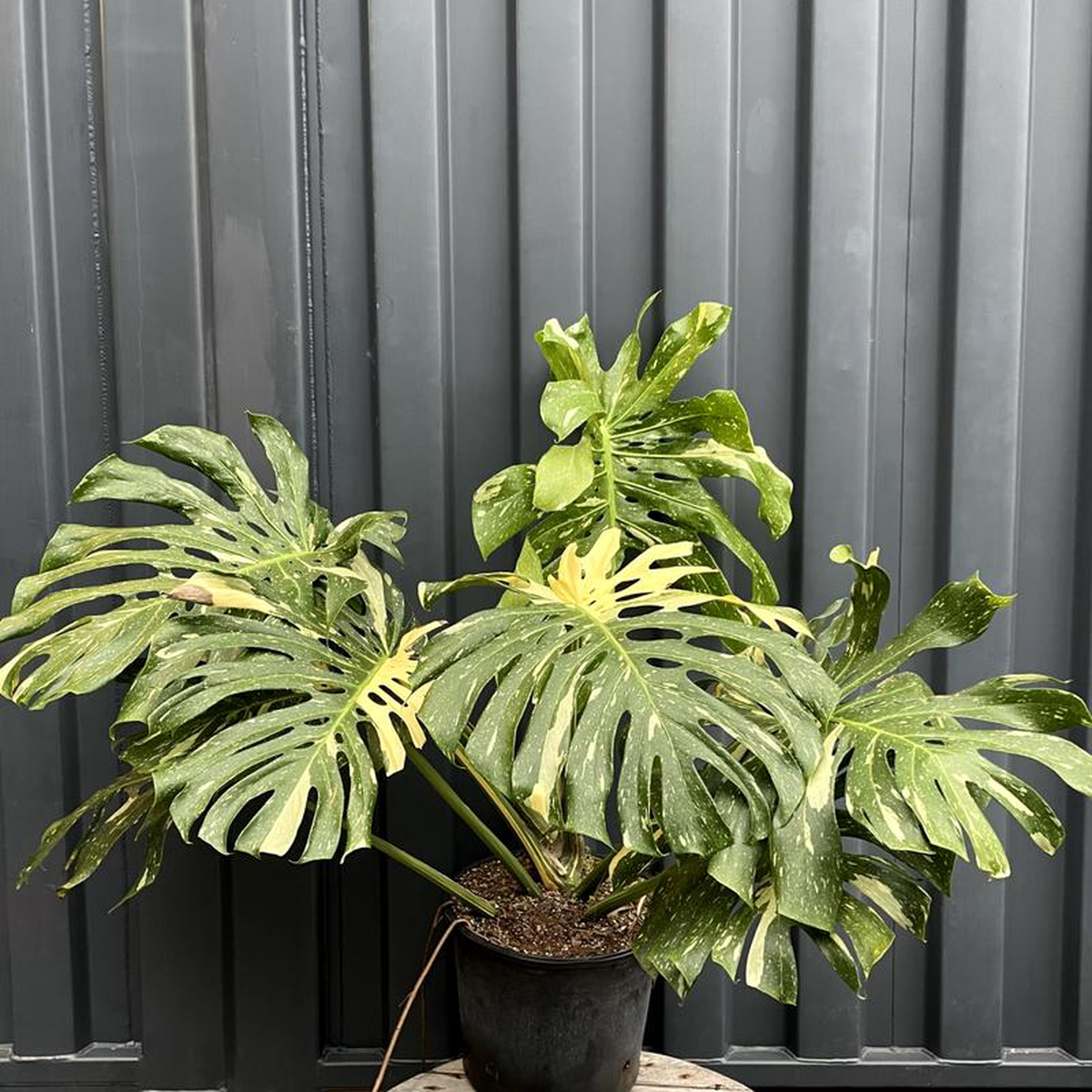 Variegated Monstera: Monstera deliciosa Thai Constellation  14 inch pot