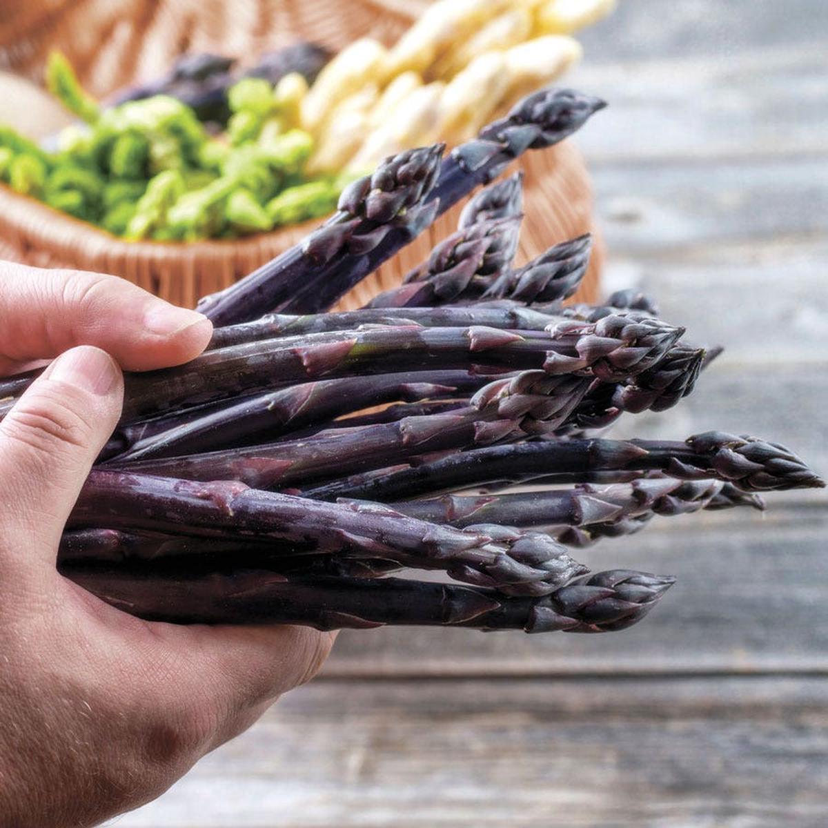 Asparagus Purple Passion