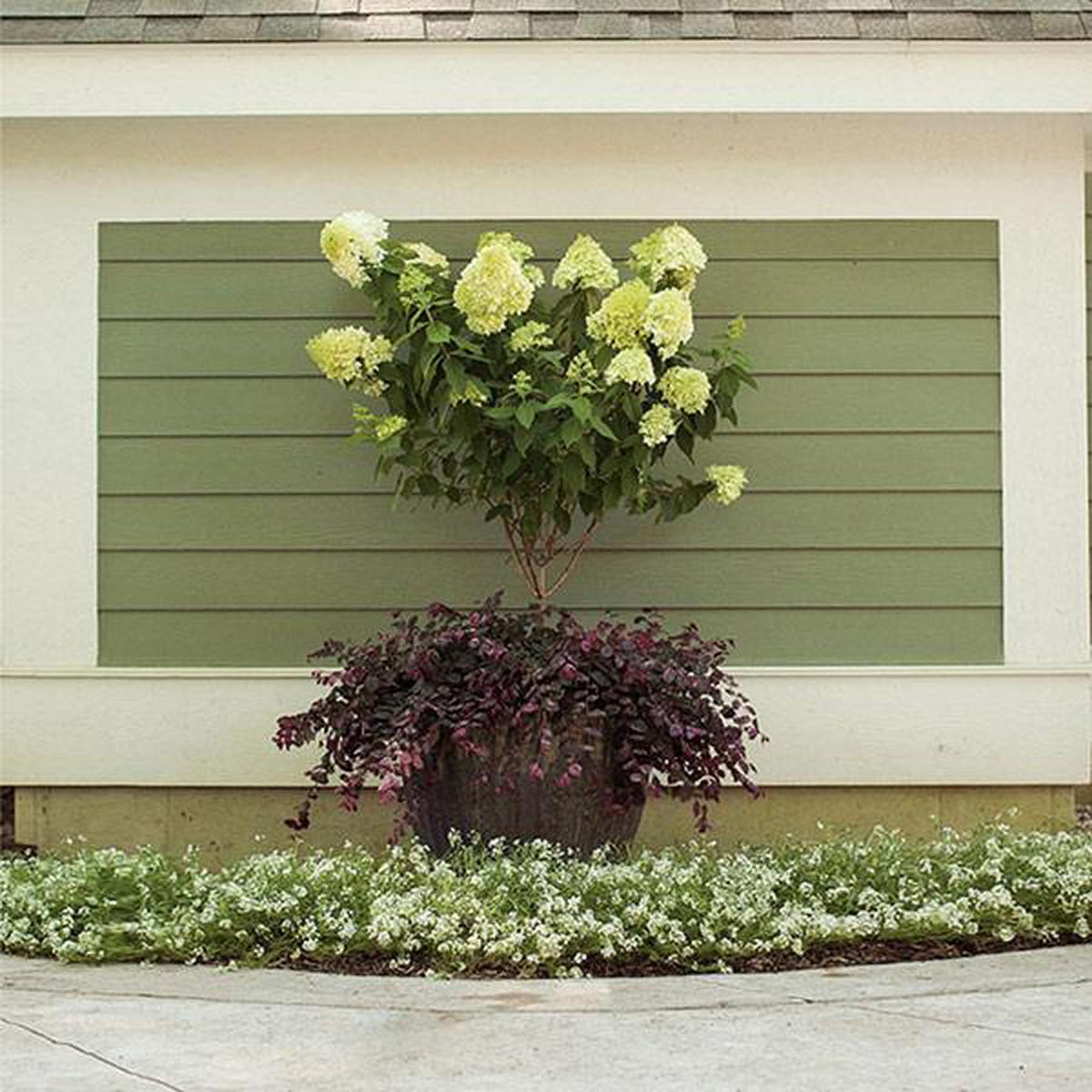 Little Lime Hydrangea Tree