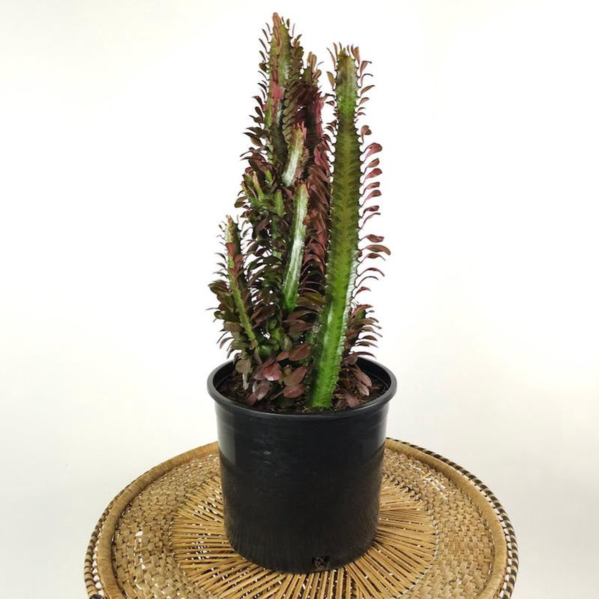 Red African Milk Tree Cactus: Euphorbia trigona  10 inch pot  2.5-3 foot tall