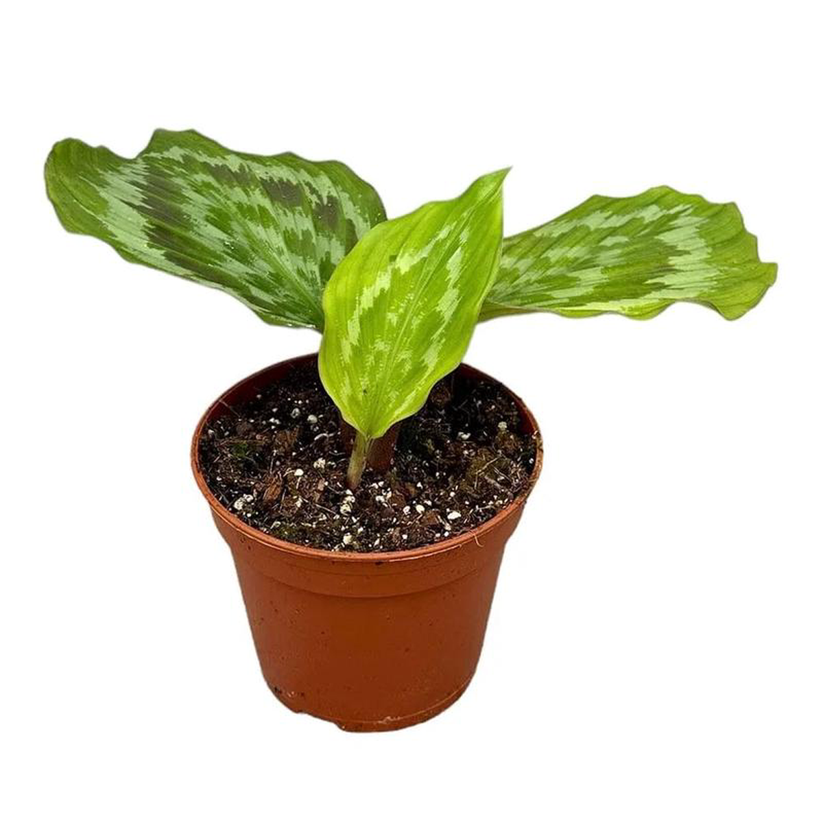 25 cm Kaempferia Fanciful Peacock Shazam House Plant 14 cm Pot