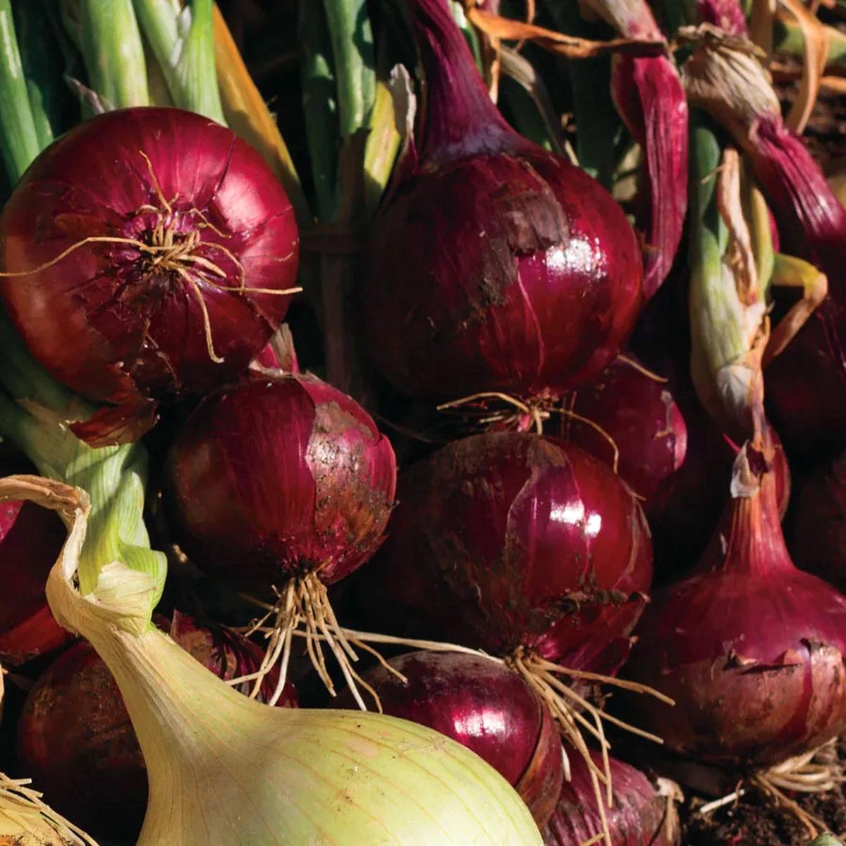 Red Wing Hybrid Onion Sets