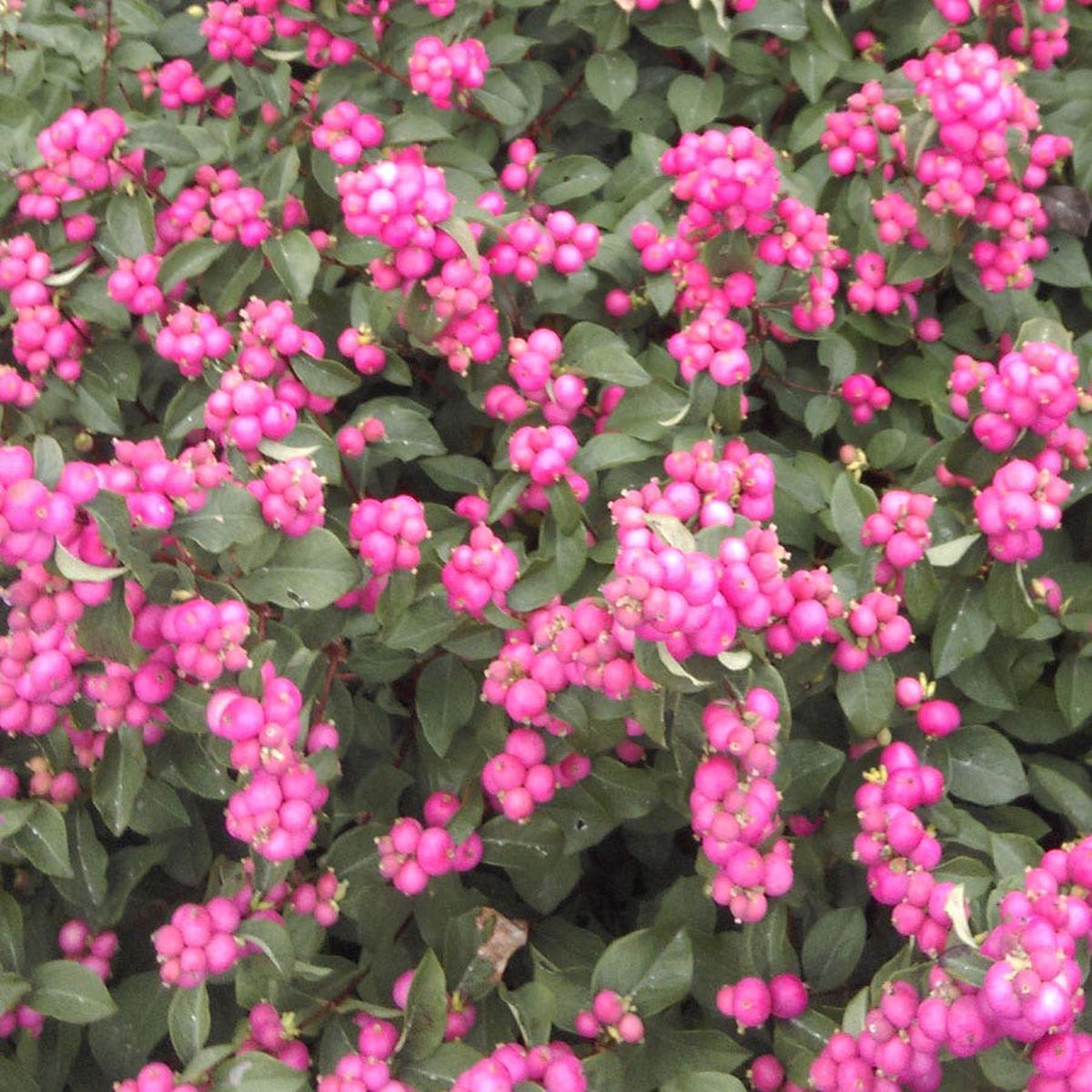 Symphoricarpos Magical Treasure