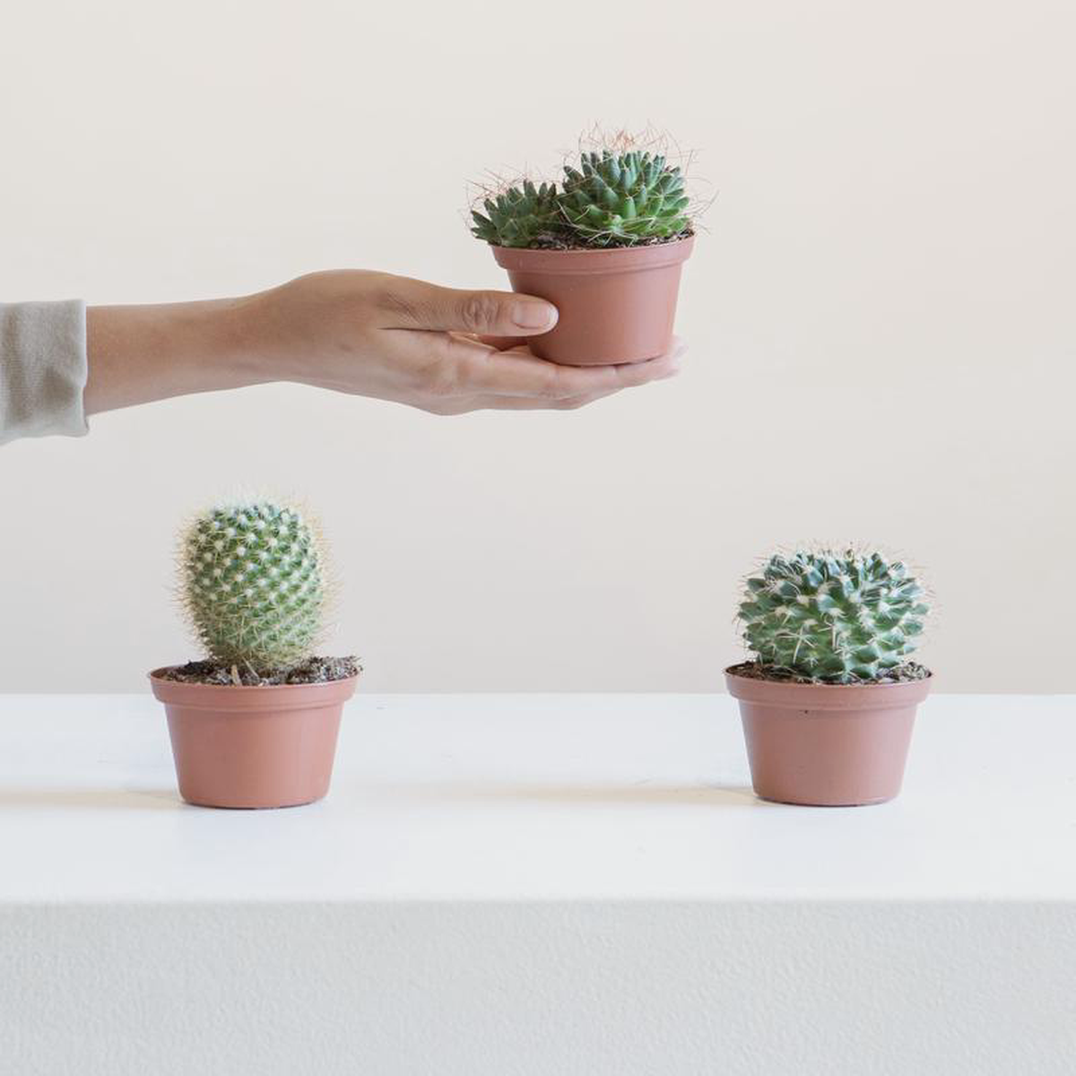 Assorted Cactus  3 inch pot