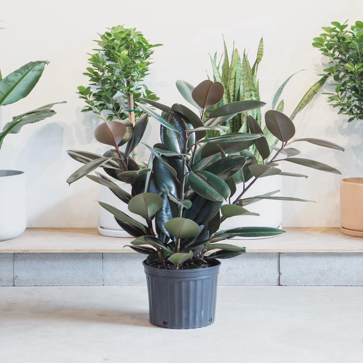 Burgundy Rubber Bush: Ficus elastica  12 inch pot  3-4 foot tall