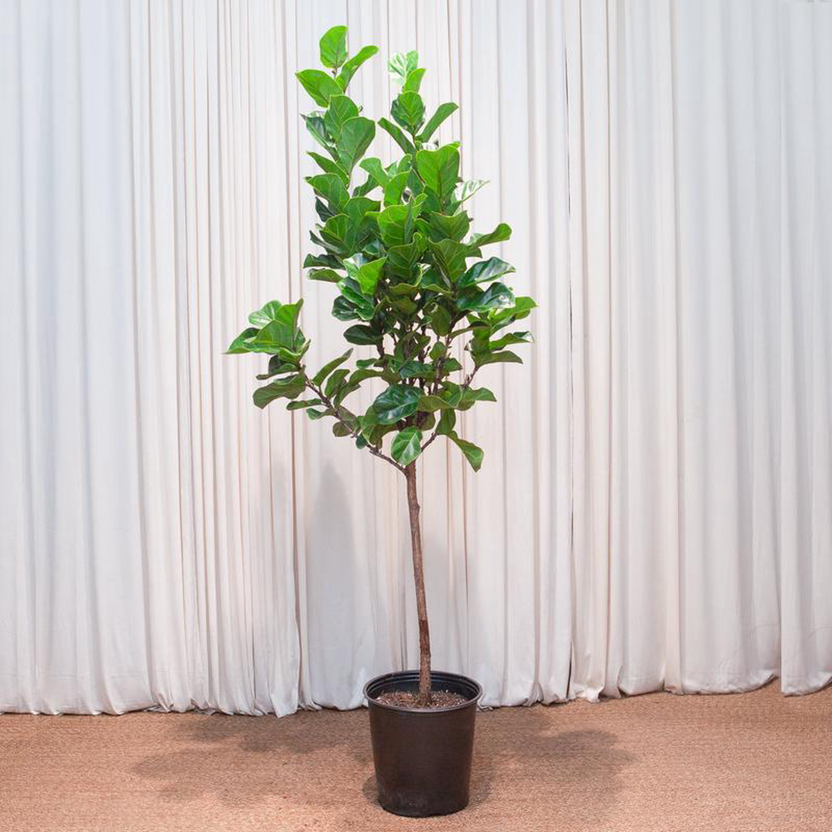 Bambino Fiddle Leaf Fig Tree: Ficus lyrata  14 inch pot  6-7 foot tall