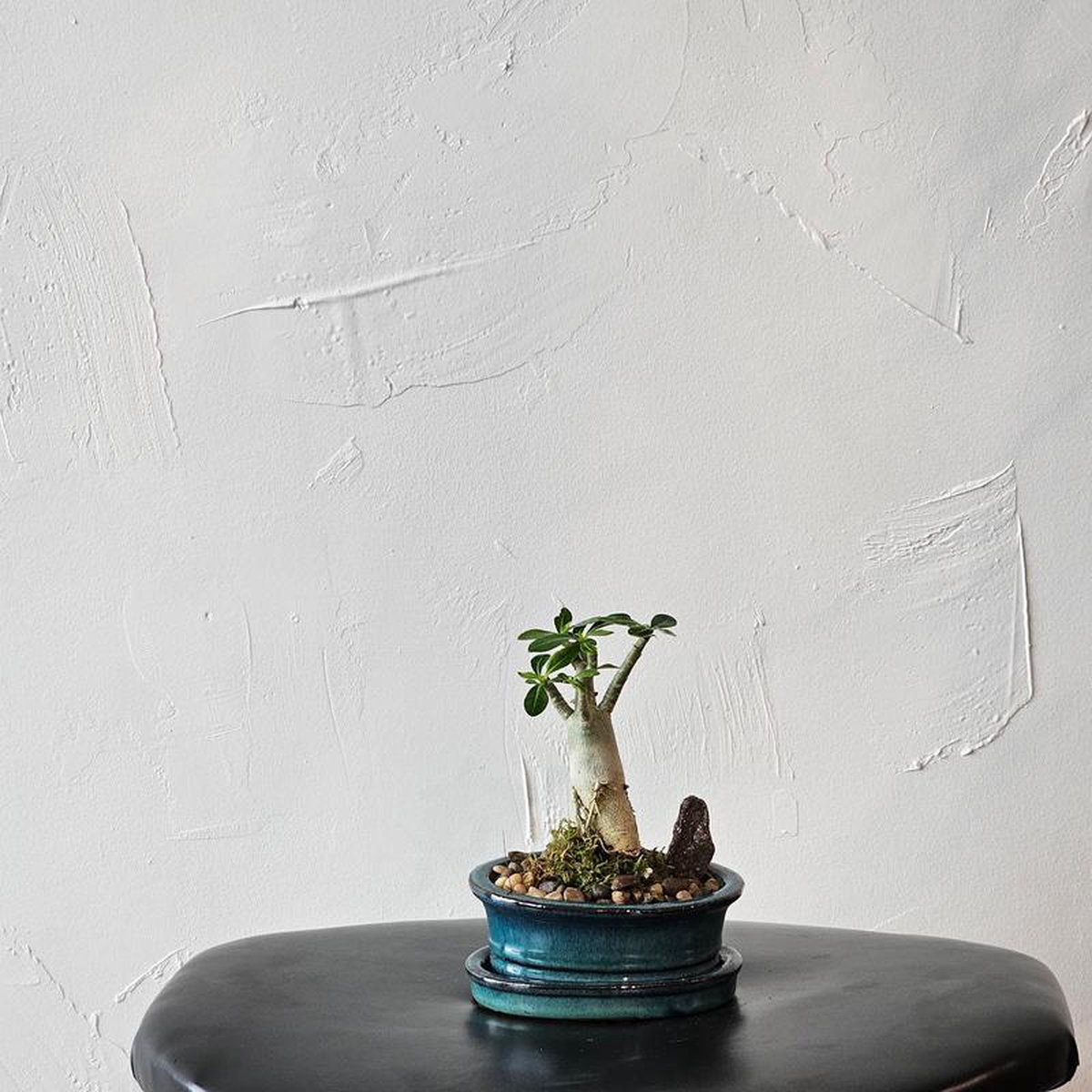 Desert Rose Bonsai: Adenium obesum  5 inch Ceramic pot