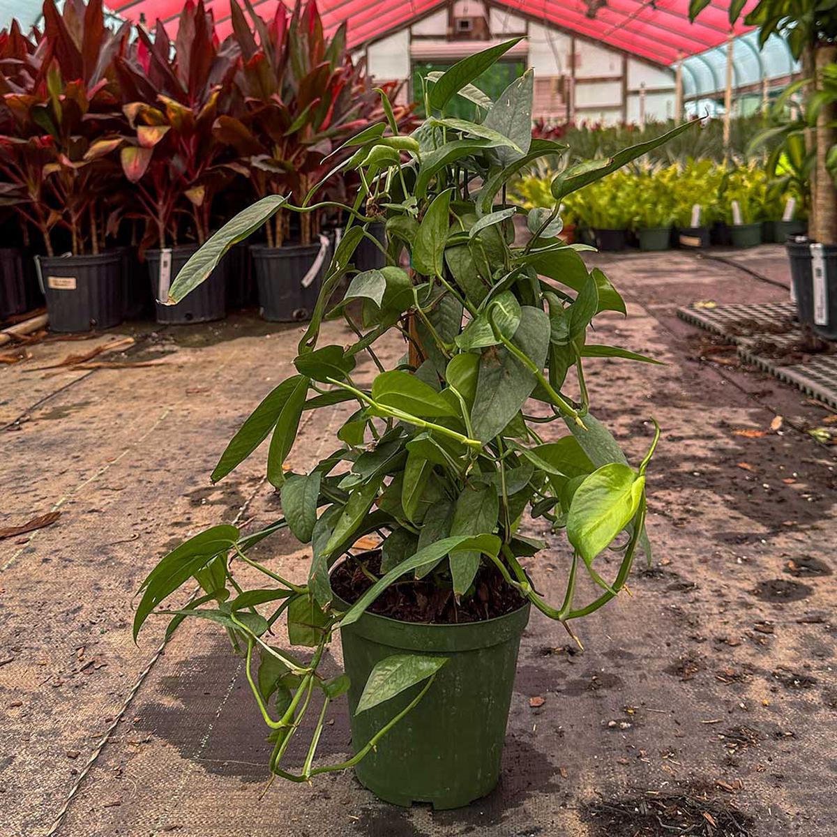 Cebu Blue Pothos Totem