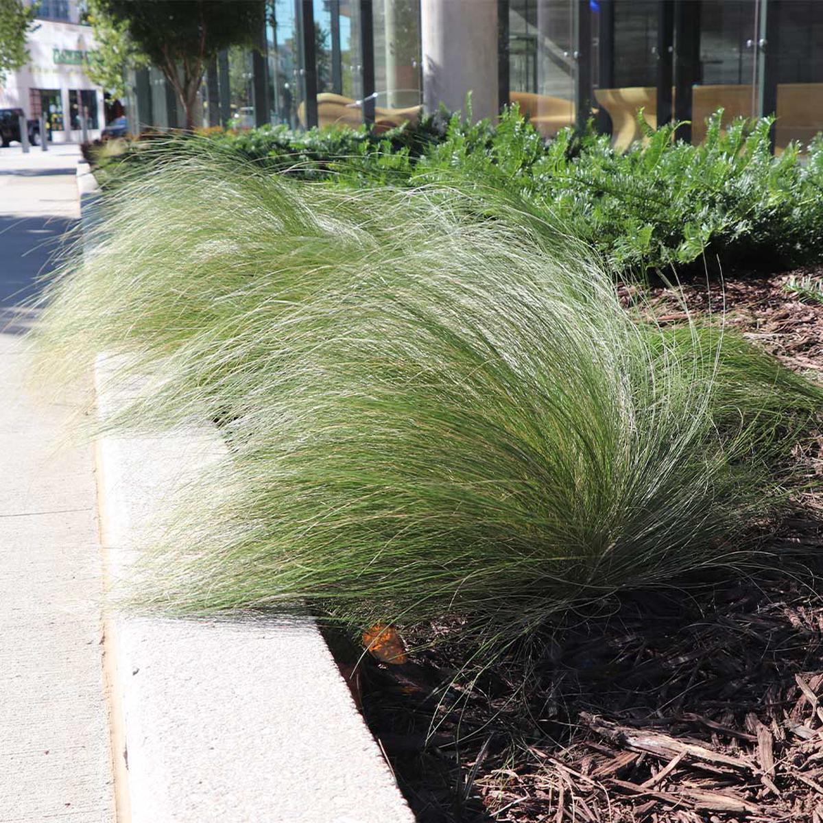 Mexican Feather Grass