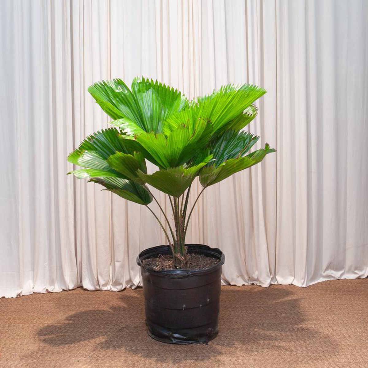 Ruffled Fan Palm: Licuala grandis  16 inch pot  4 foot tall