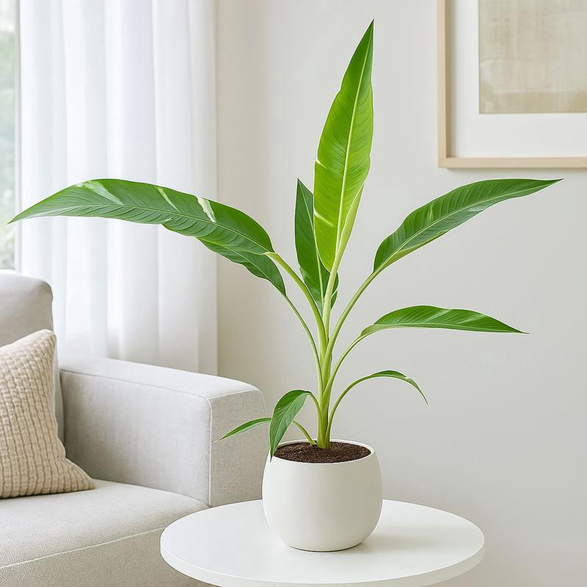 Musa Florida Variegata Banana House Plant