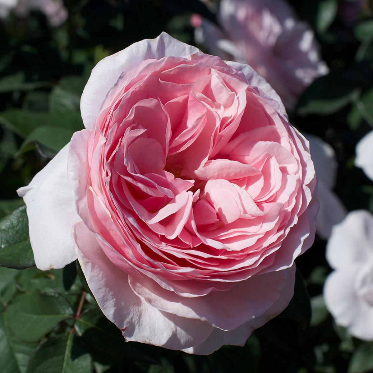 Scentuous Rose Shrub