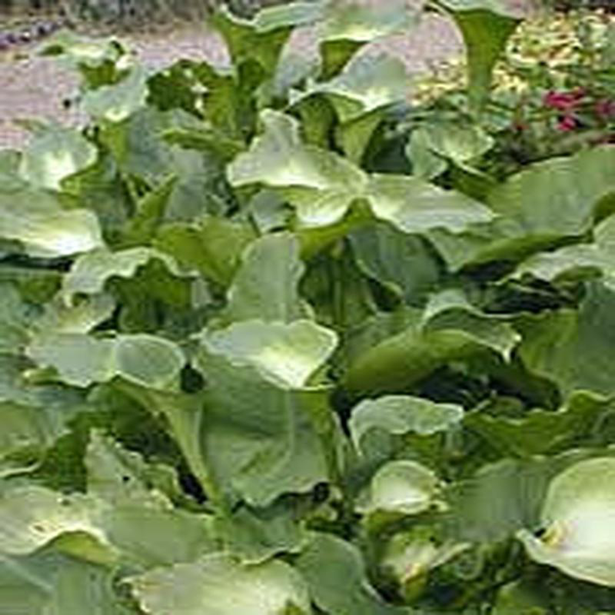 ZANTEDESCHIA AETHIOPICA GREEN GODDESS