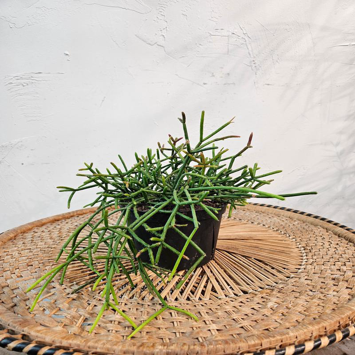 Trailing Cactus: Rhipsalis  6 inch pot