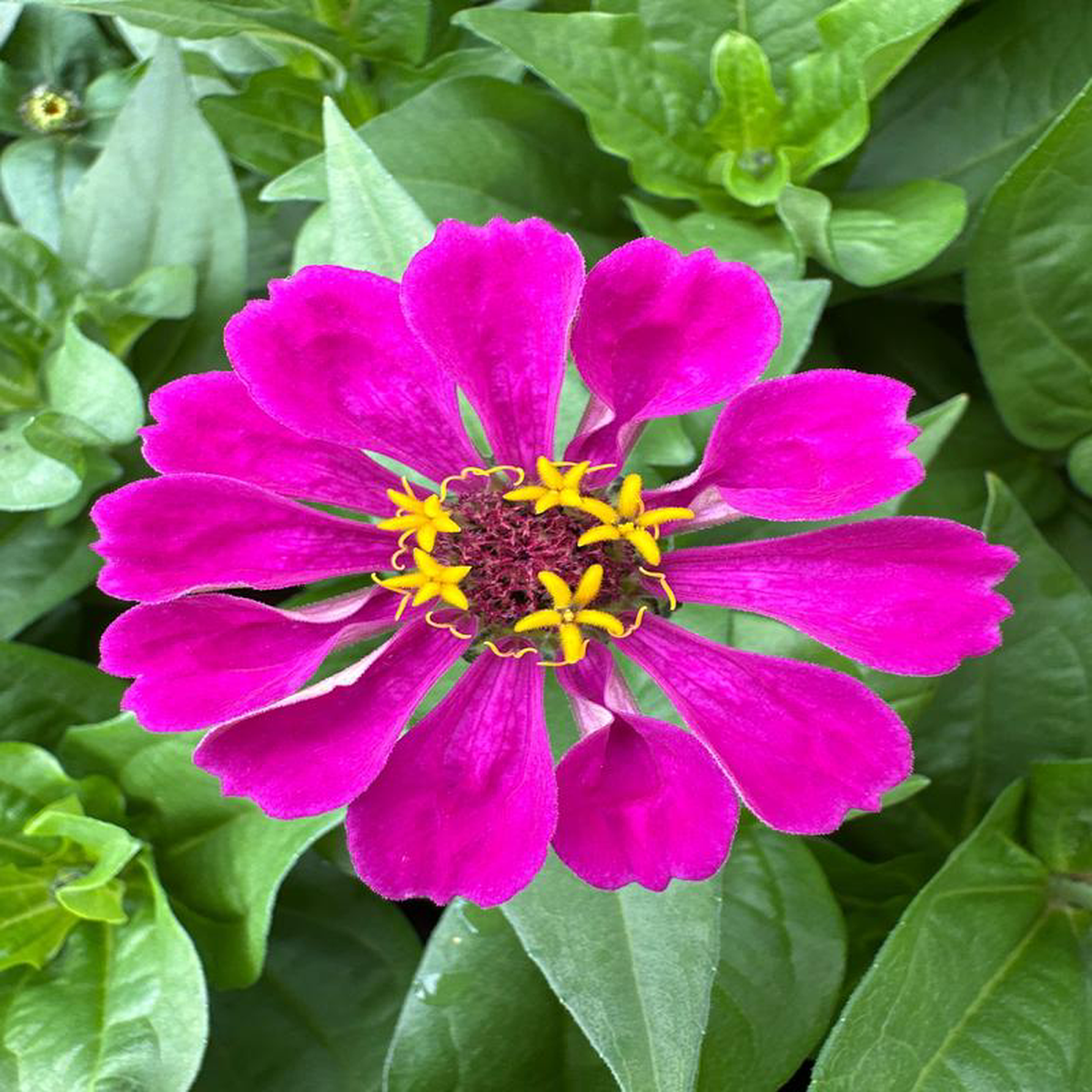 ZINNIA ZESTY PURPLE  JUMBO 6 PACK