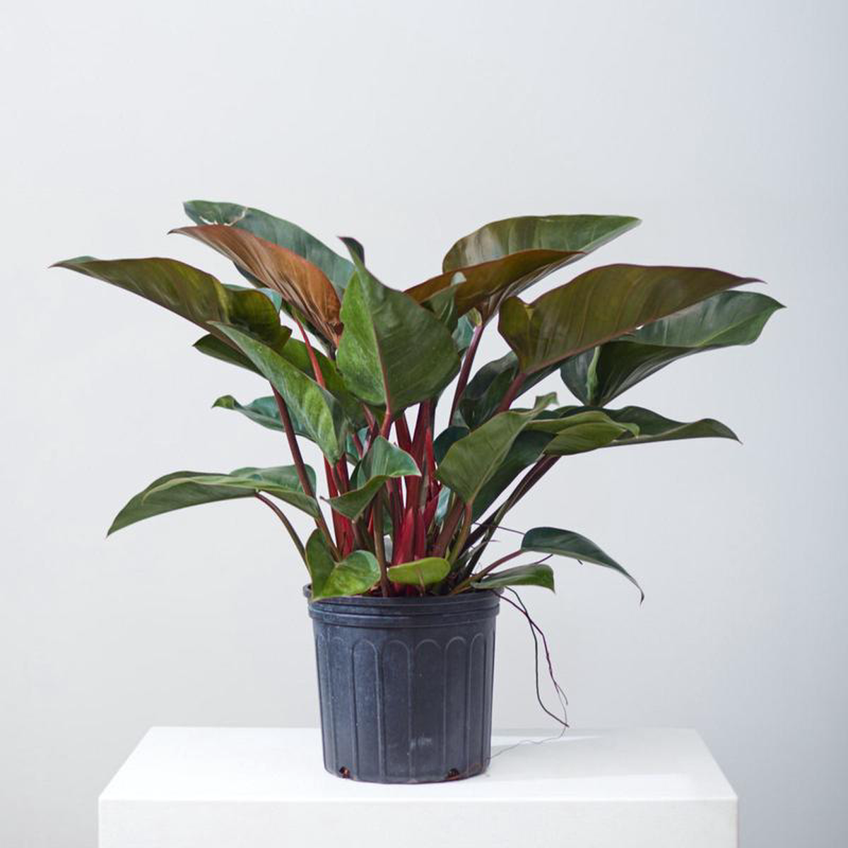 Congo Rojo: Philodendron hederaceum  10 inch pot