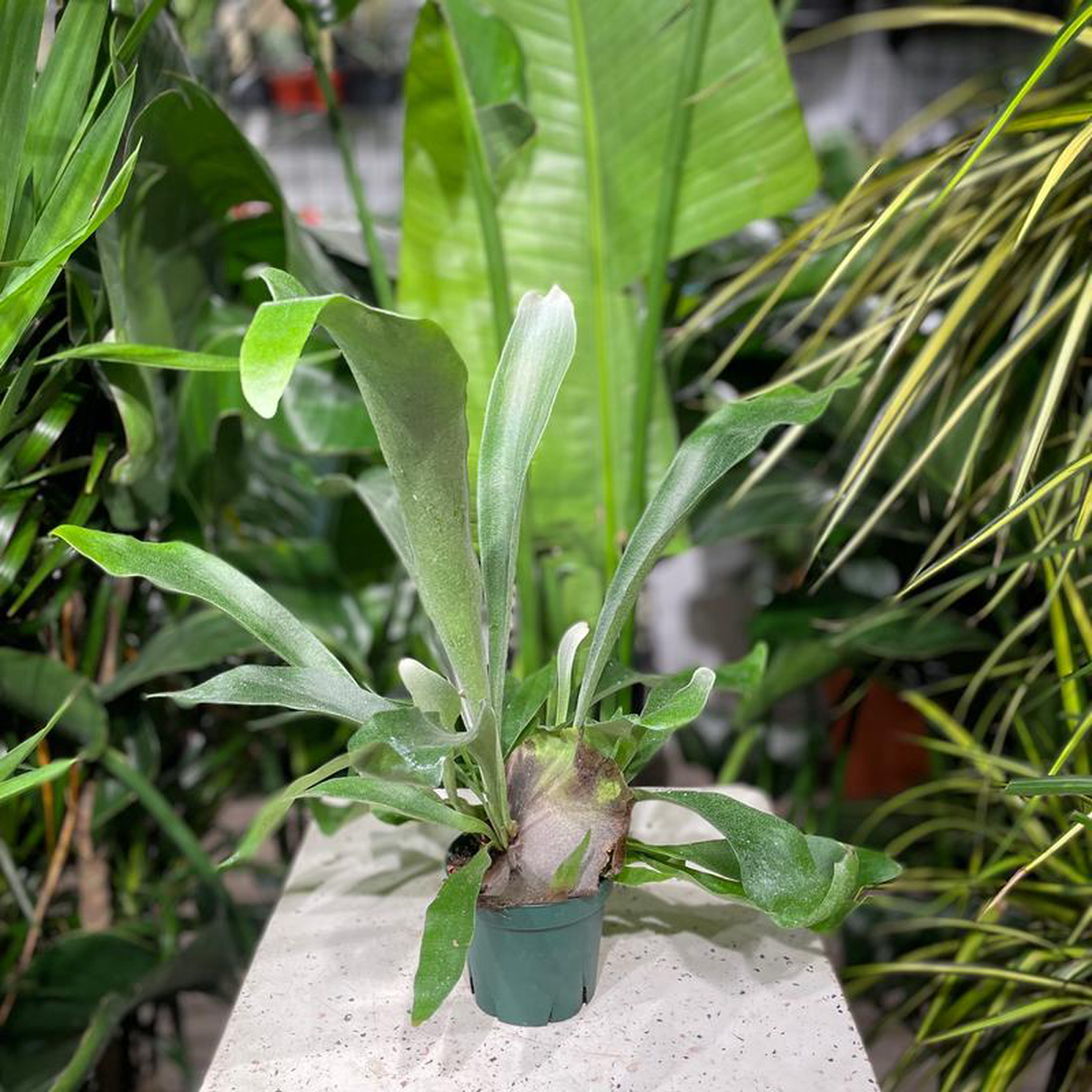 Staghorn Fern: Platycerium bifurcatum  5 inch pot
