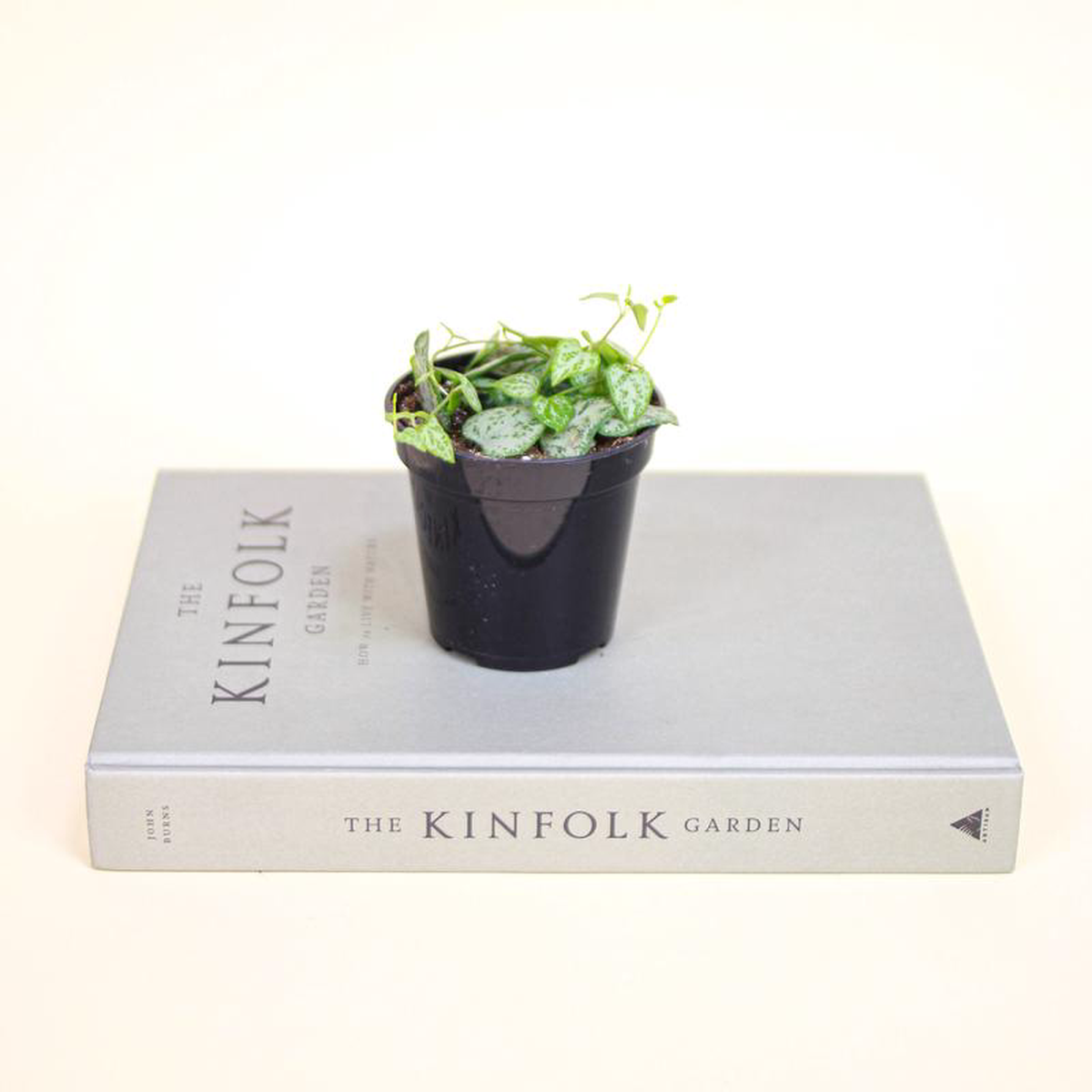 String of Arrows: Ceropegia woodii  4 inch pot