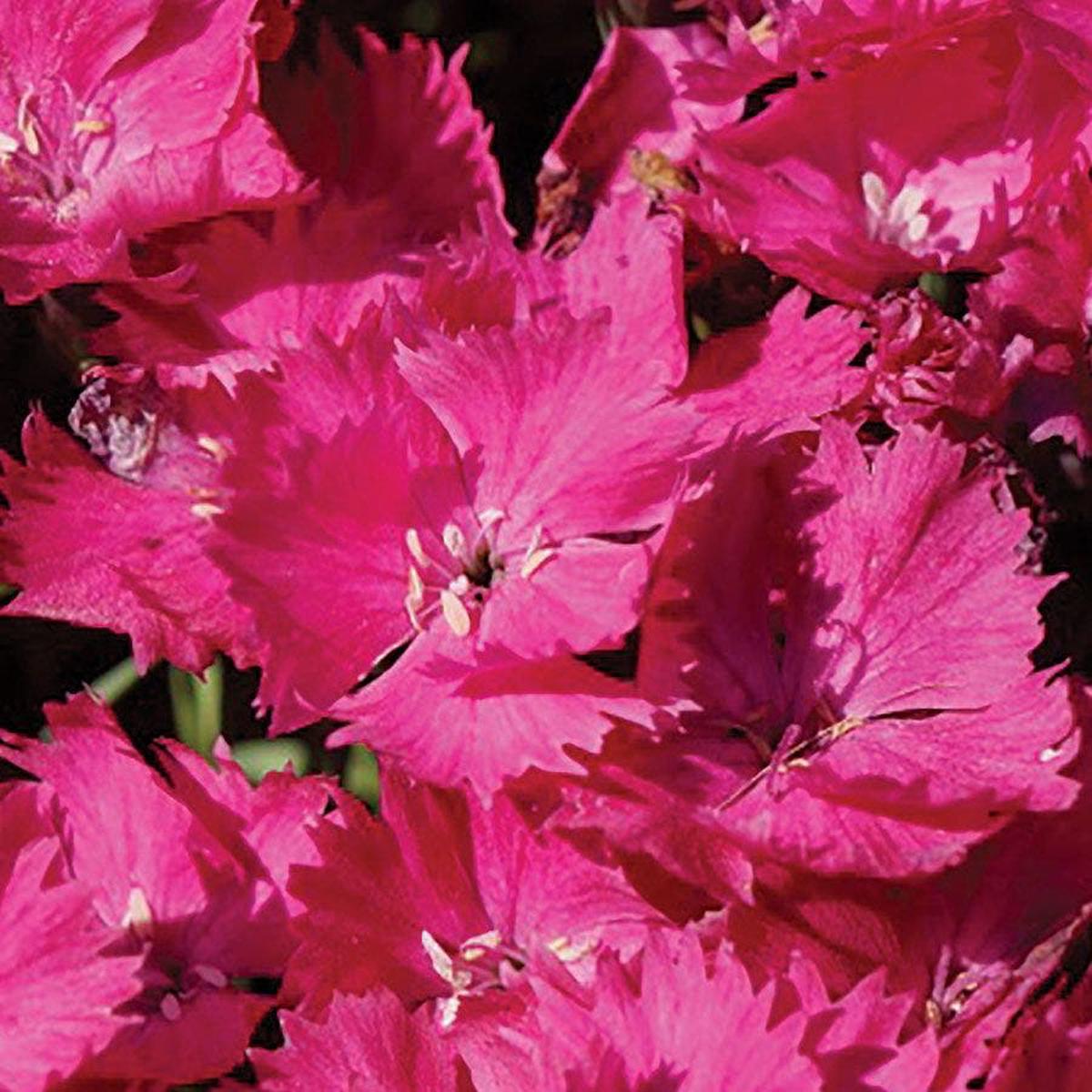 Dianthus Vivid Bright Lights