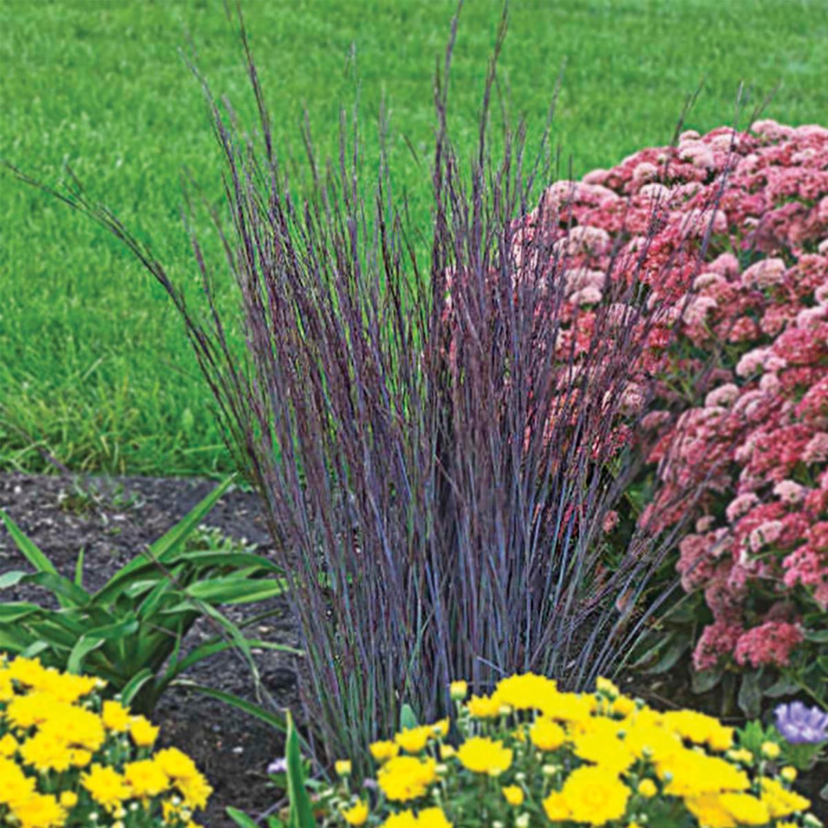 Schzachyrium 'Smoke Signal'
