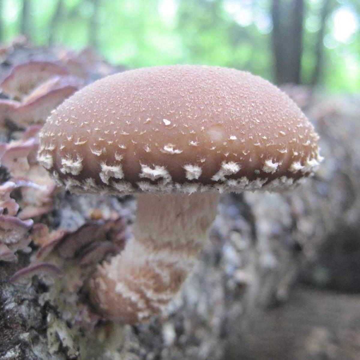 Mushroom Shiitake Log Spawn Plugs (100)