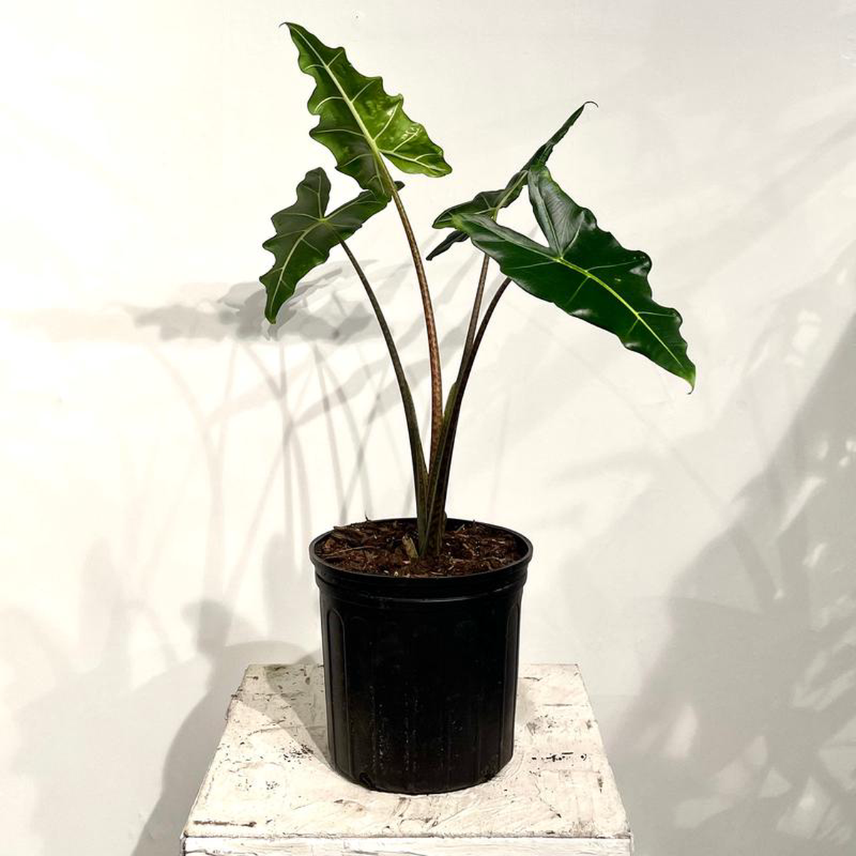 Sarian Elephant Ear: Alocasia micholitziana x zebrina  10 inch pot  3-4 foot tall