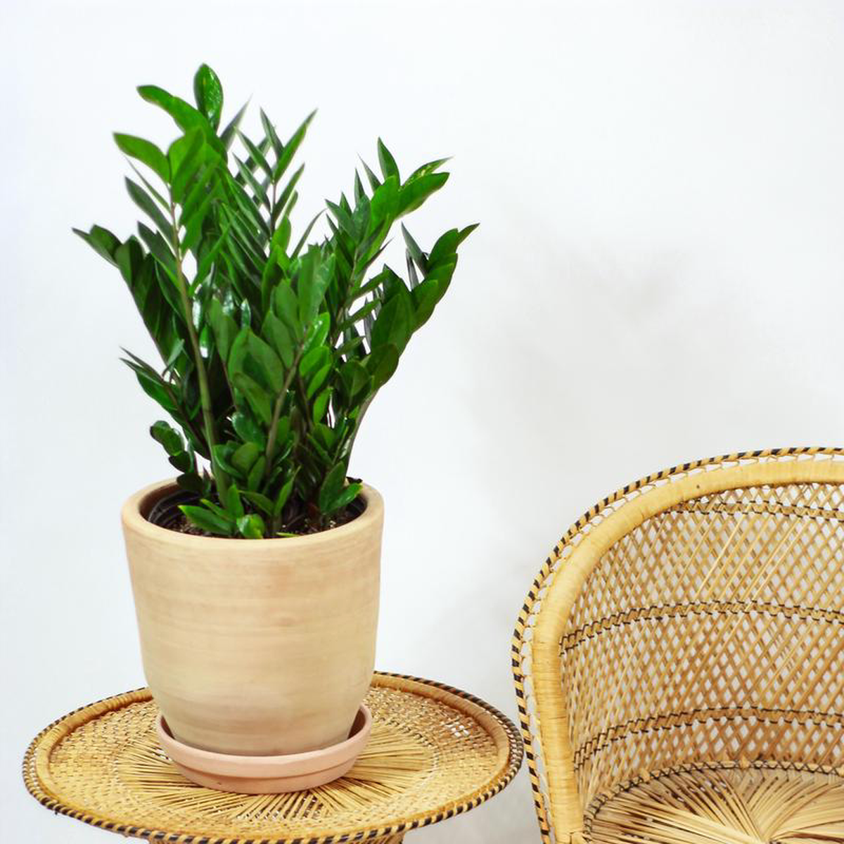 ZZ Plant: Zamioculcas zamiifolia  10 inch pot  2-3 foot tall
