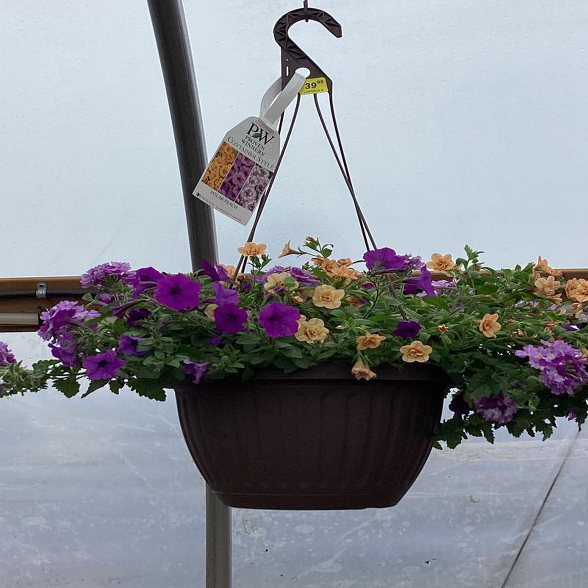 Proven Winners 12 Hanging Basket Combo Mix