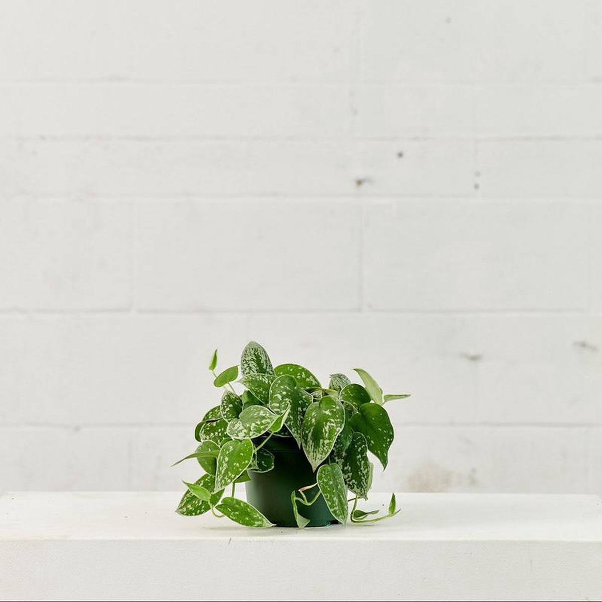 Silver Satin Pothos: Scindapsus argyaeus  6 inch pot