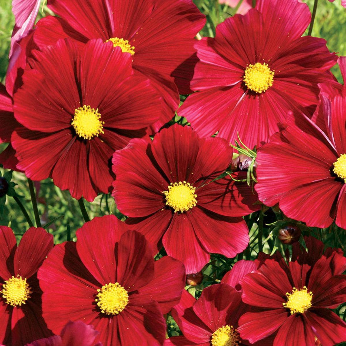 'Rubenza' Cosmos Seeds
