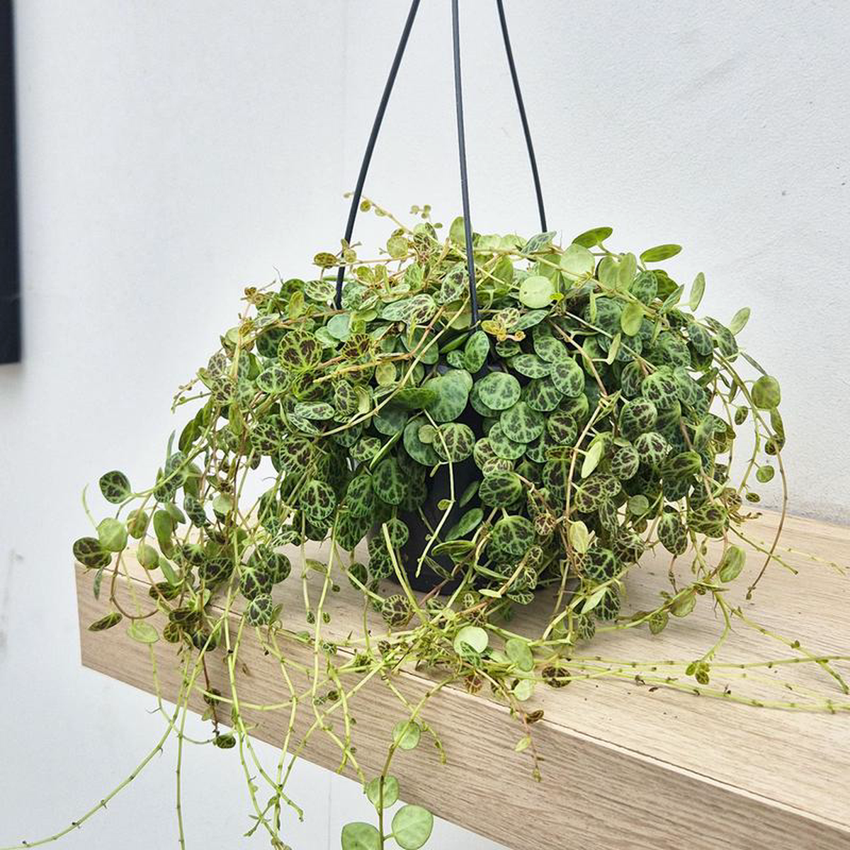 20  30cm Peperomia Prostrata Radiator House Plant 14cm Hanging Pot