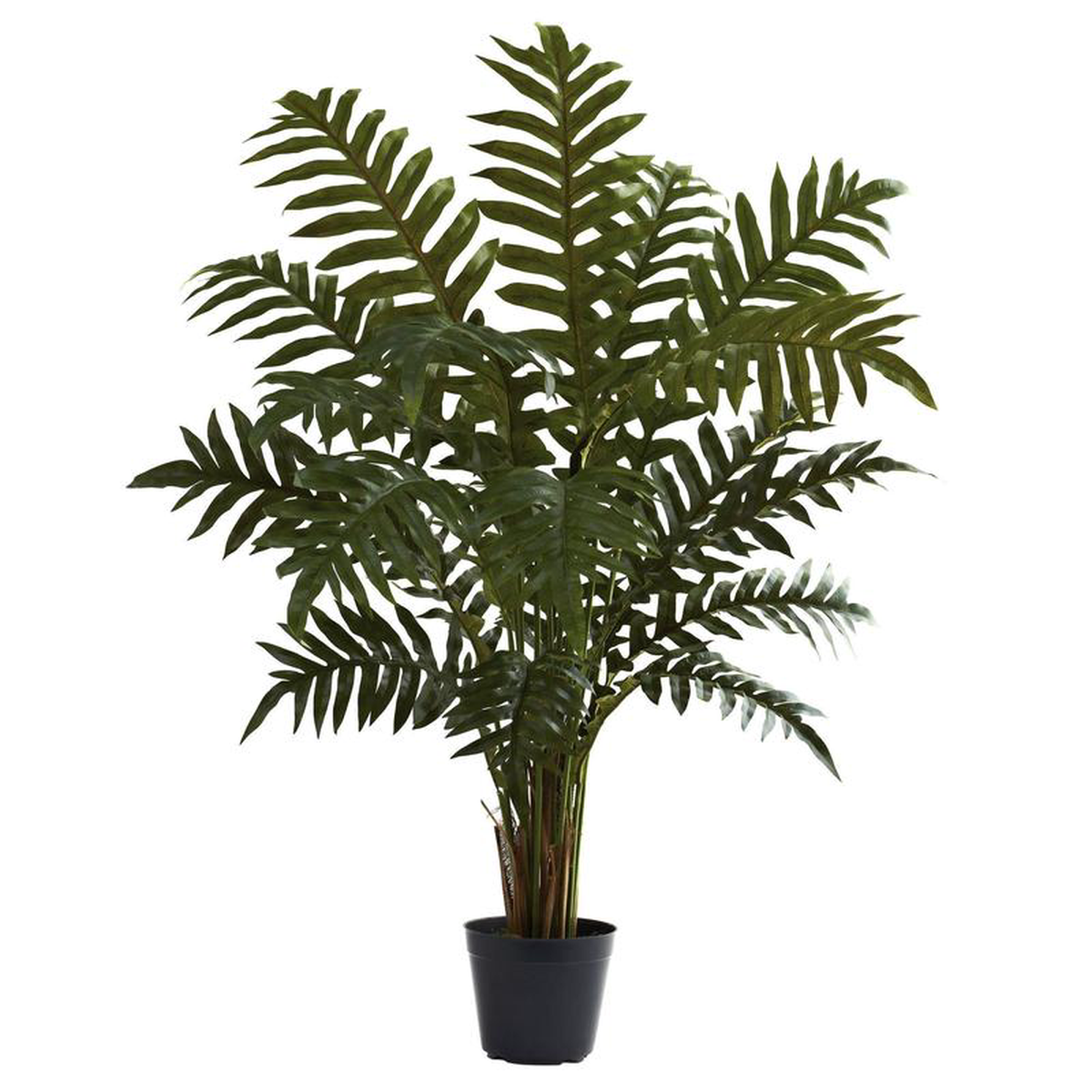 3.5 Evergreen Plant
