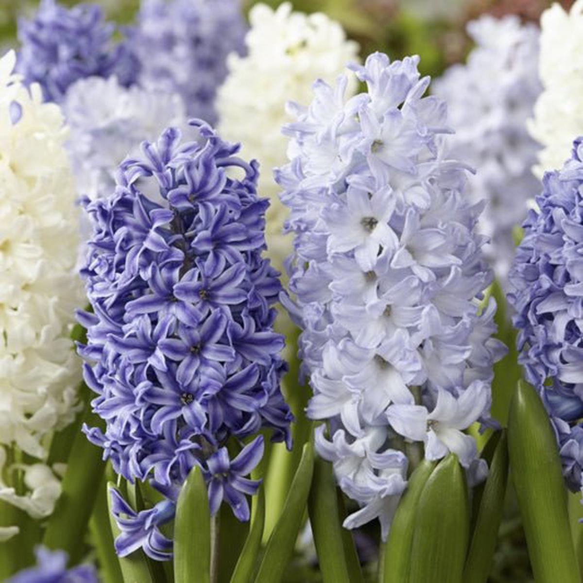 Hyacinth Bulb Mix (20)  - Hyacinthus Orientalis 'Blues Mix'