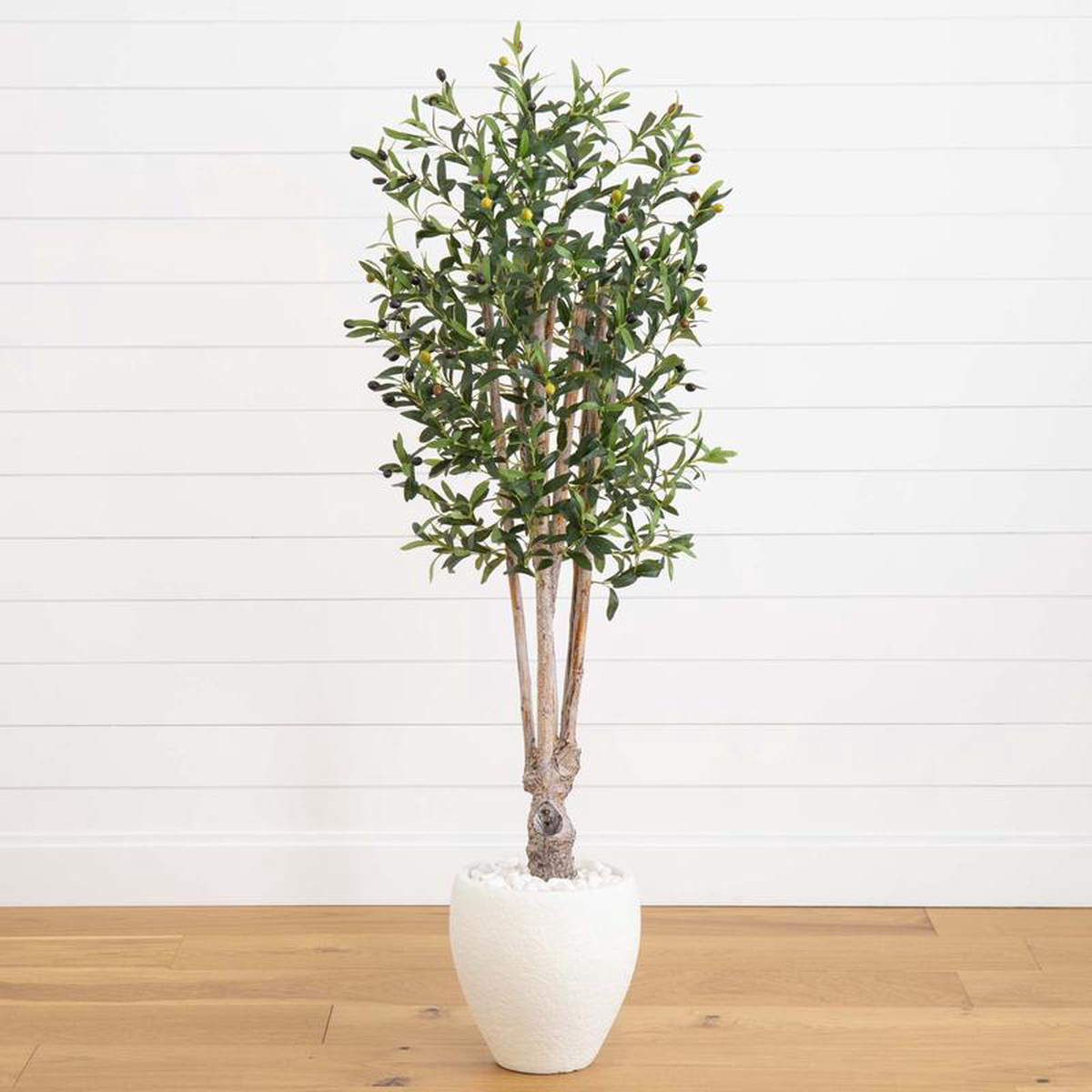 5 Olive Tree in White Oval Planter