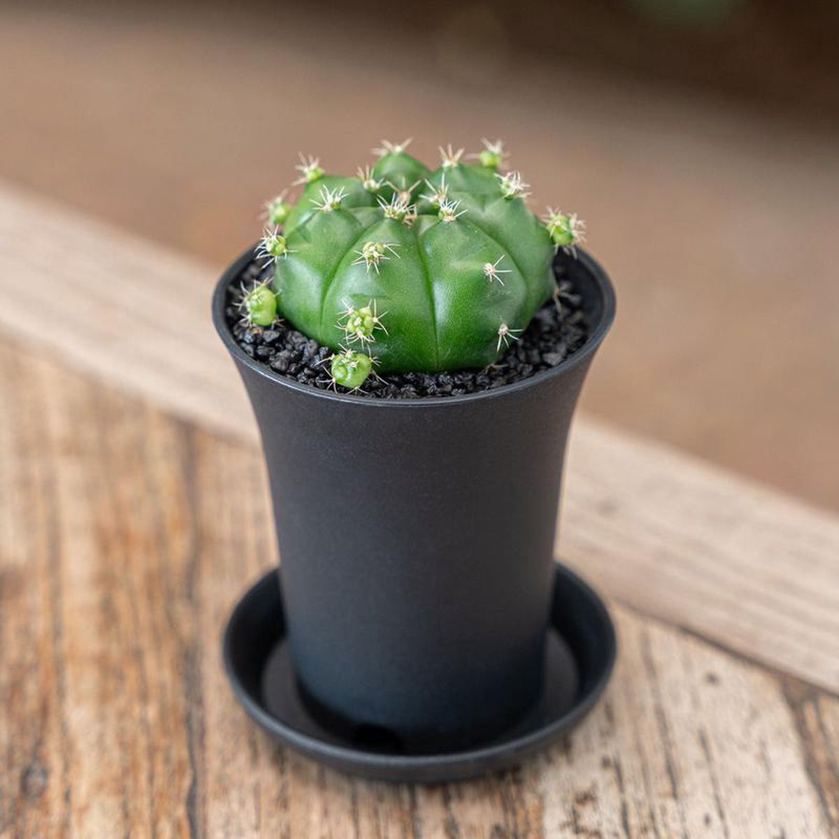 Gymno Cactus Froggy Cactus House Plant in 10cm Pot