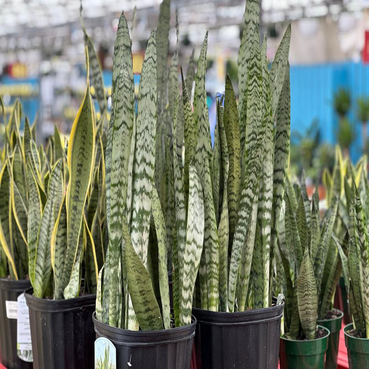 10 Sansevieria Zeylanica