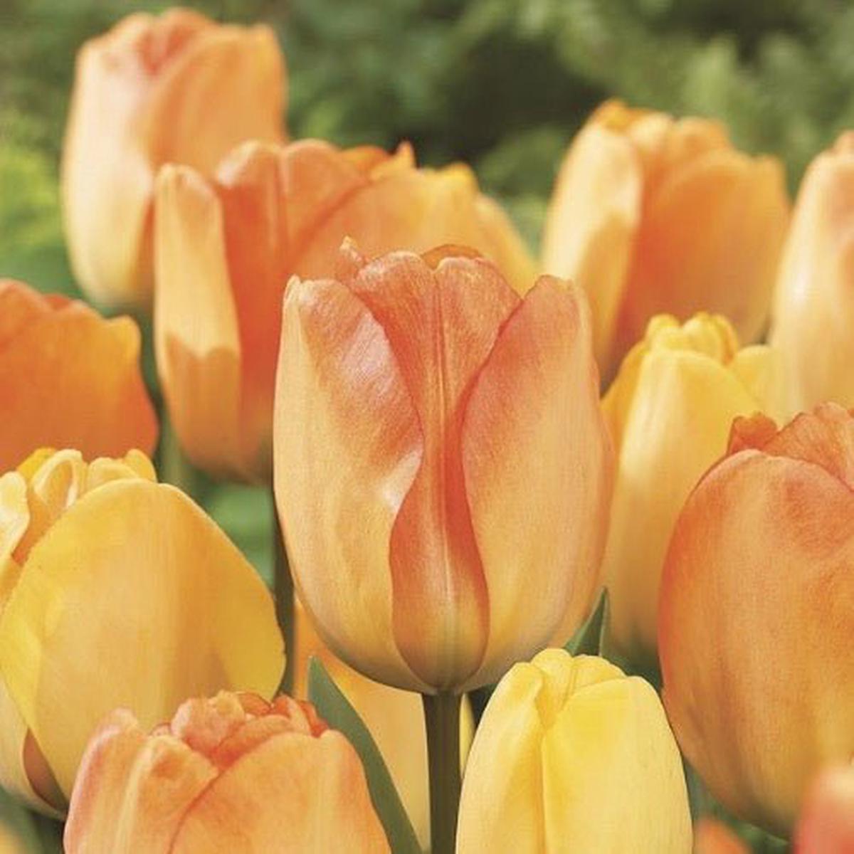 Darwin Hybrid 'Daydream' Tulip Bulbs (20) Size 12+ - Imported From Holland - Tulip Bulbs for Sale