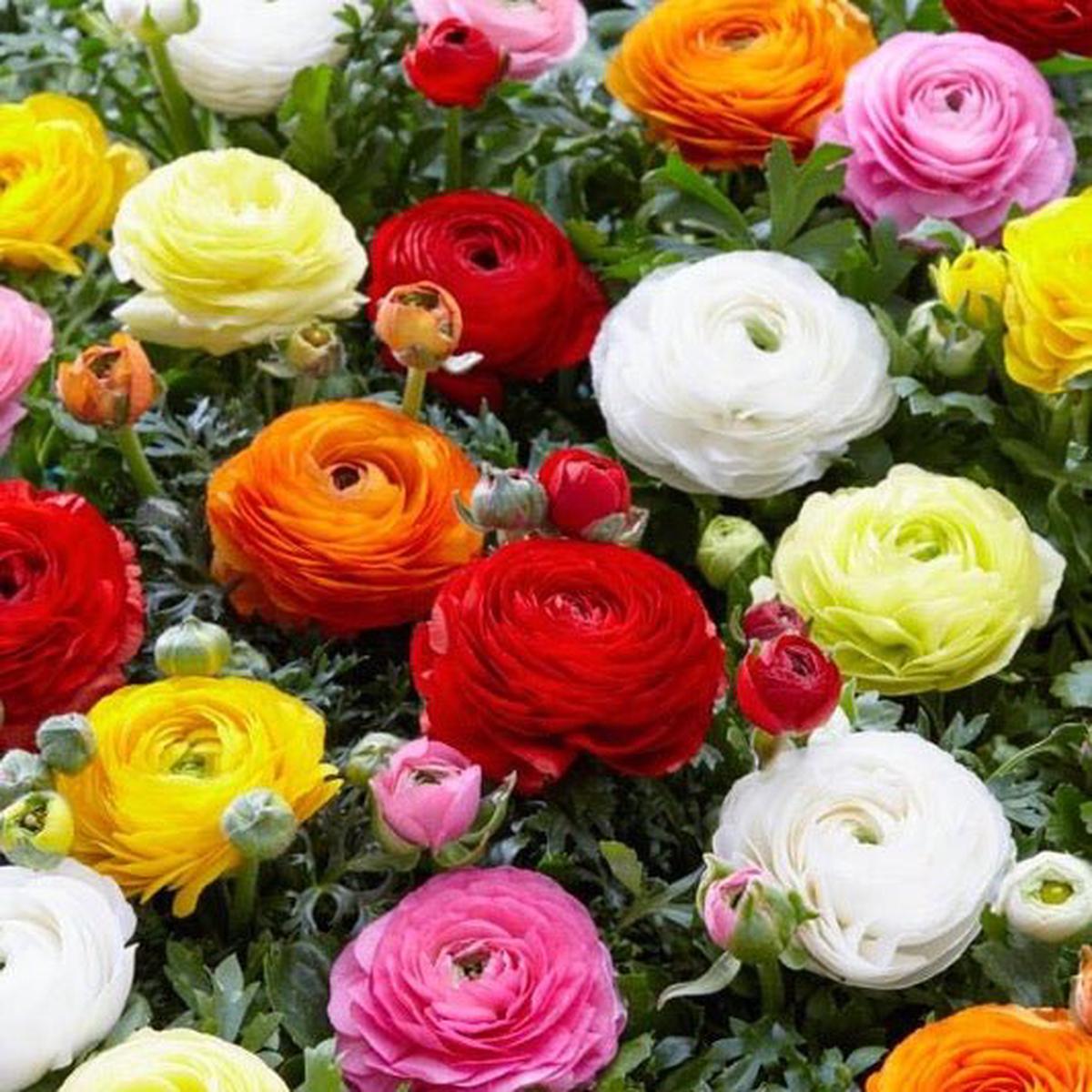 Ranunculus Bulb Aviv Mix - Persian Buttercup