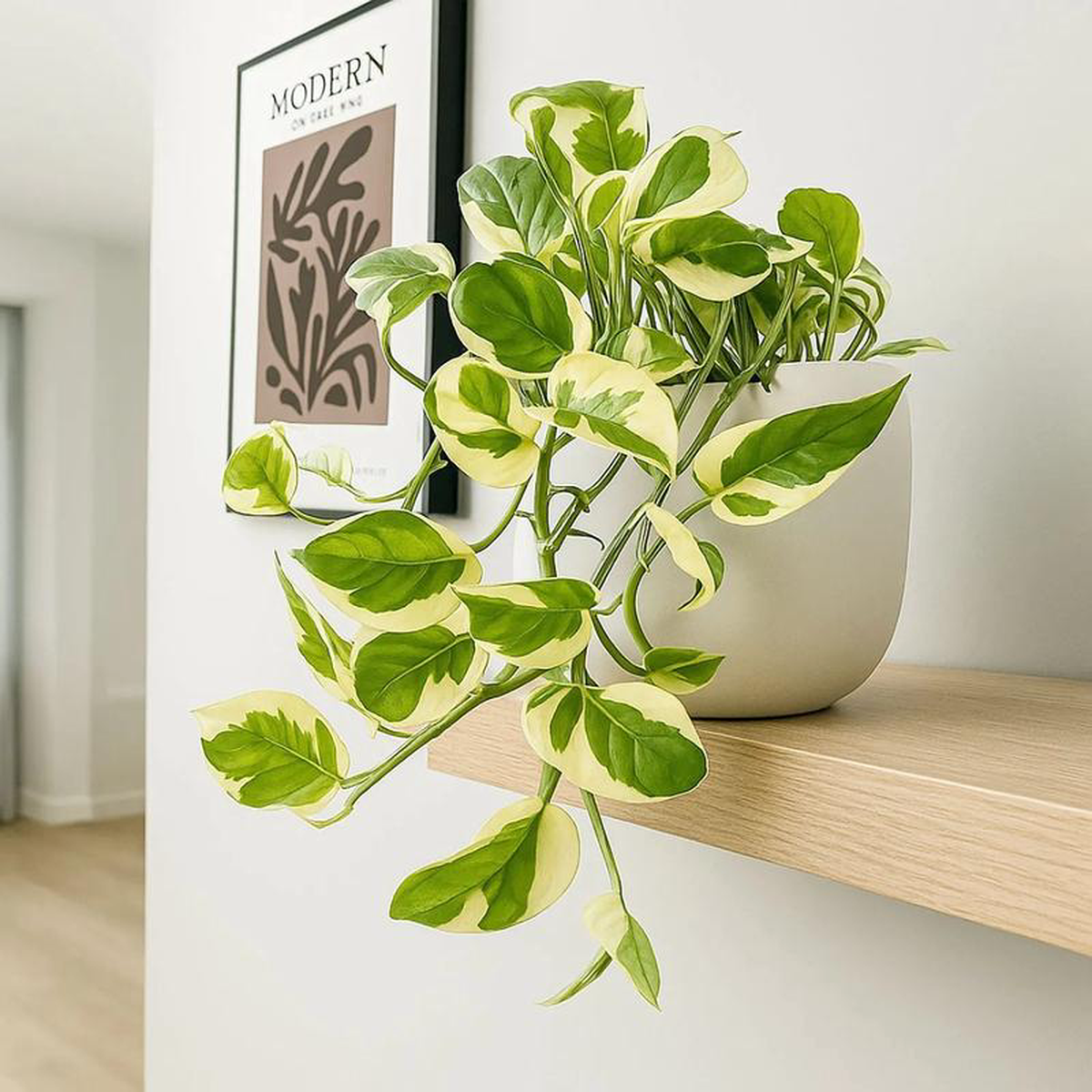 15  25cm Epipremnum Njoy Pothos 12cm Pot House Plant