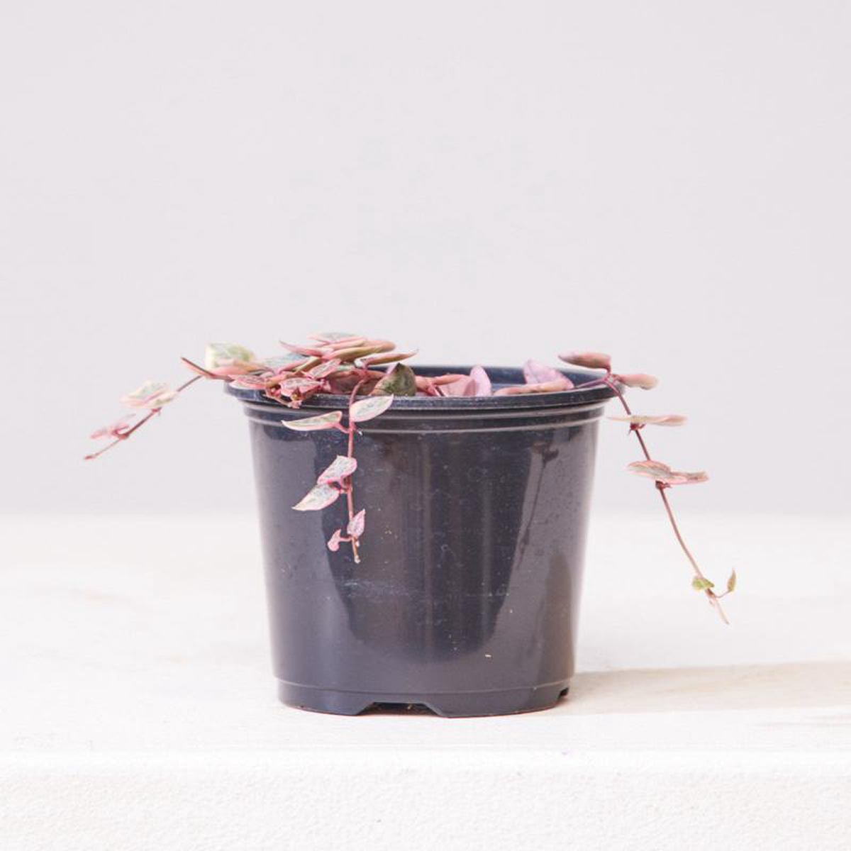 Pink Variegated String of Hearts: Ceropegia woodii  4 inch pot