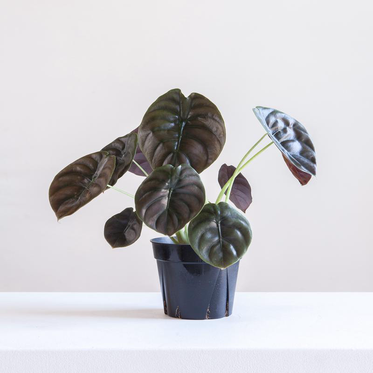 Red Secret Elephant Ear: Alocasia cuprea  5 inch pot