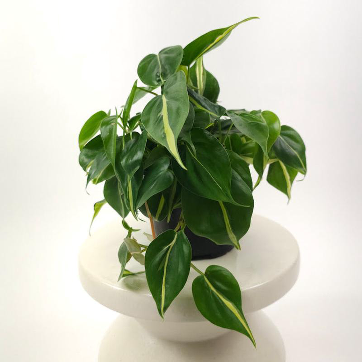 Silver Stripe Brazil Heart Leaf: Philodendron cordatum  6 inch hanging basket