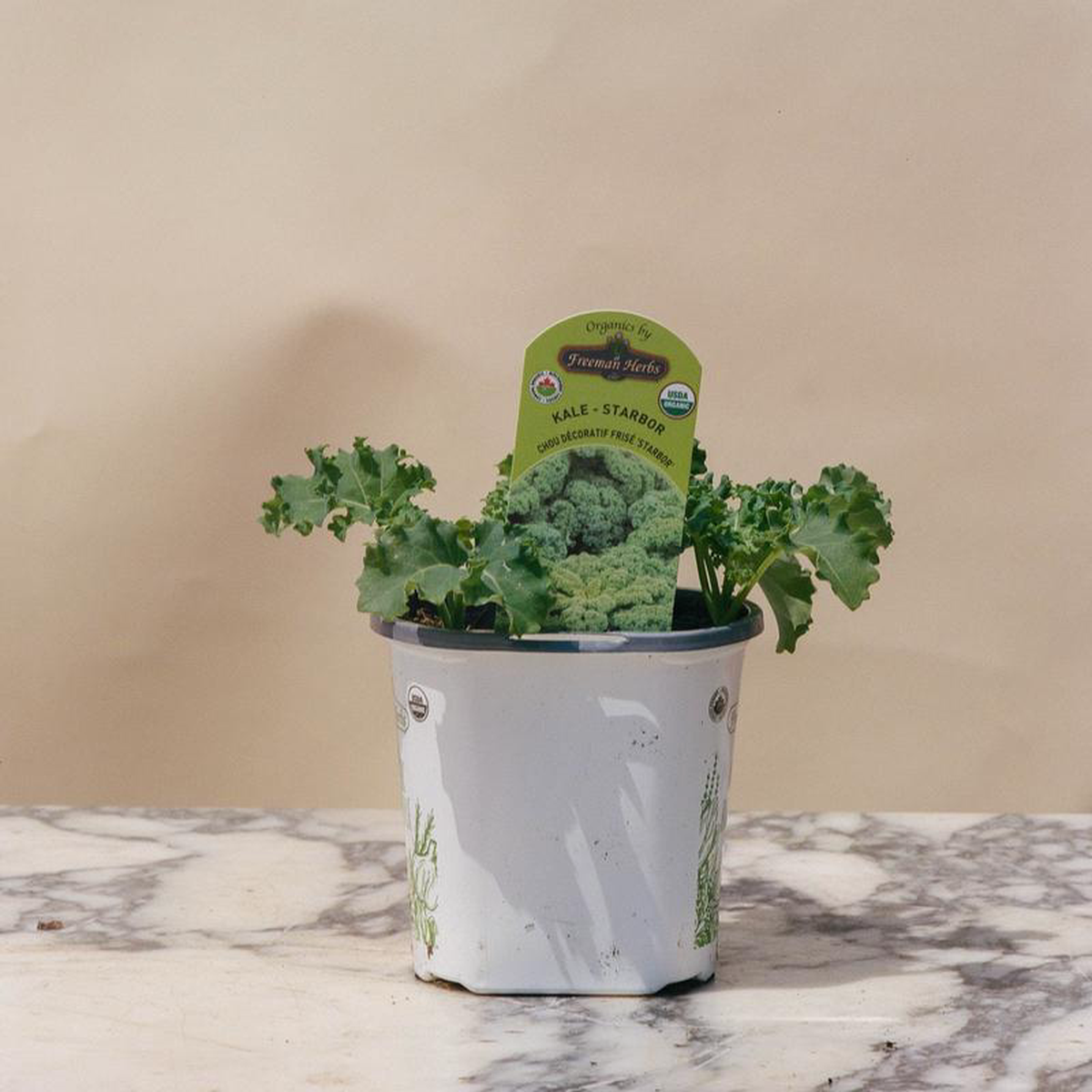 Starbor Kale: Brassica oleracea  5 inch pot