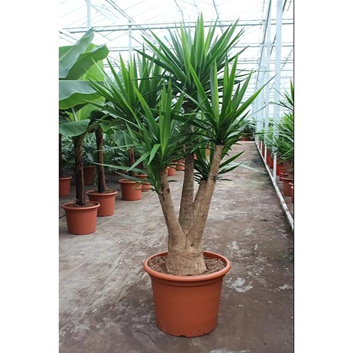 230  250cm XXL Yucca Elephantipes 55cm Pot 4 Heads House Plant