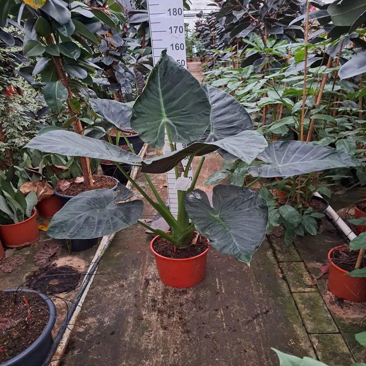 140  160cm XXL Alocasia Regal Shields 35cm Pot House Plant