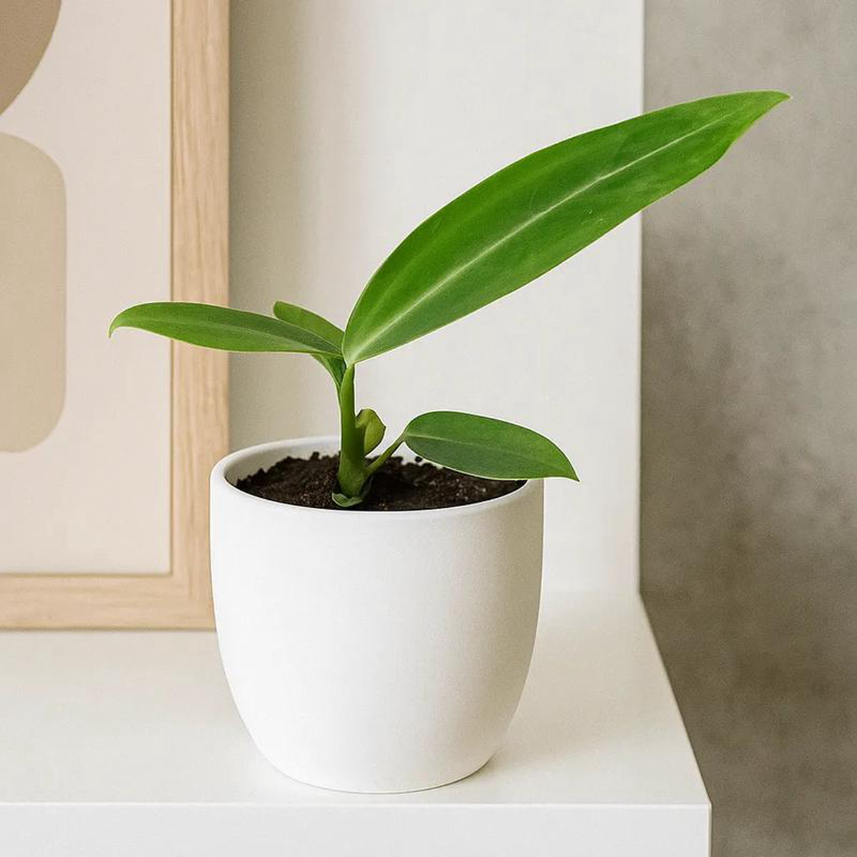 15cm Anthurium Warocqueanum House Plant 10,5 cm Pot