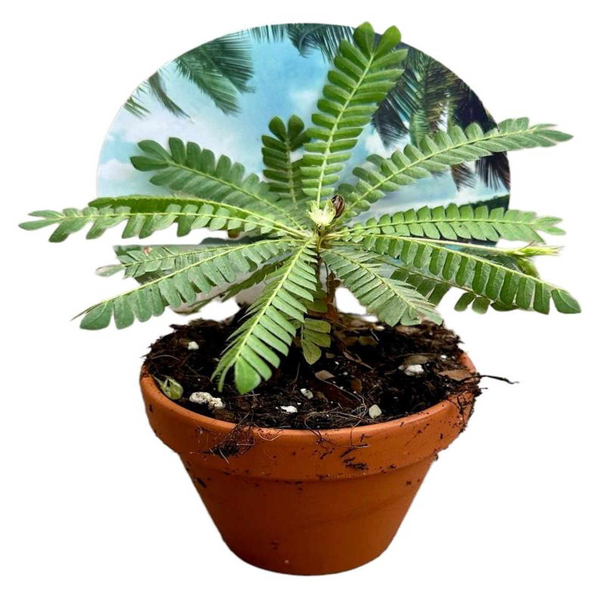 Biophytum Sensitivum 9cm Pot 15cm Height House Plant